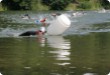 Olympic Triathlon - 2007 - Jahr, als es mehr als 30 war. (C) in Schatten und ein Block des Eises...