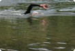 Olympic Triathlon - 2007 - Year, when it was over 30th. (C) in the shade and a block of ice...